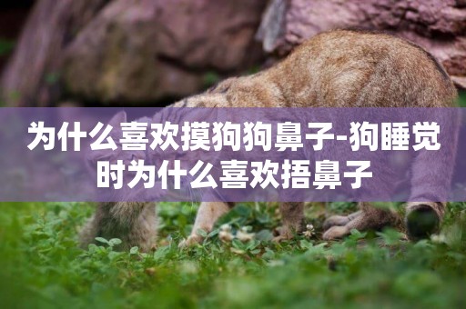 為什么喜歡摸狗狗鼻子-狗睡覺時為什么喜歡捂鼻子