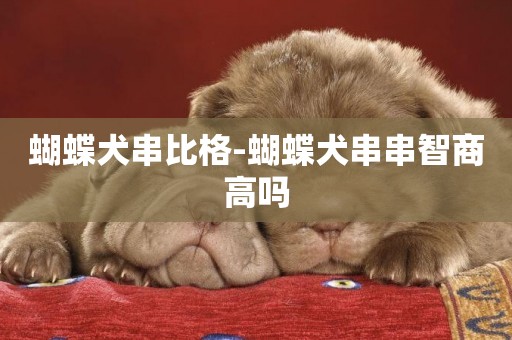 蝴蝶犬串比格-蝴蝶犬串串智商高嗎