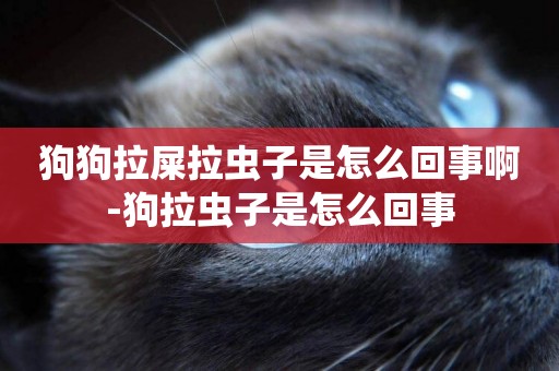 狗狗拉屎拉蟲子是怎么回事啊-狗拉蟲子是怎么回事
