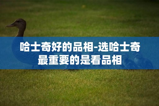 哈士奇好的品相-選哈士奇最重要的是看品相