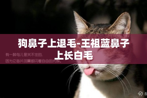 狗鼻子上退毛-王祖藍鼻子上長白毛