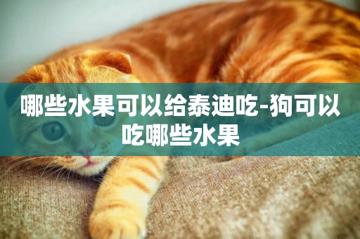 哪些水果可以給泰迪吃-狗可以吃哪些水果