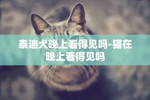 泰迪犬晚上看得見嗎-貓在晚上看得見嗎