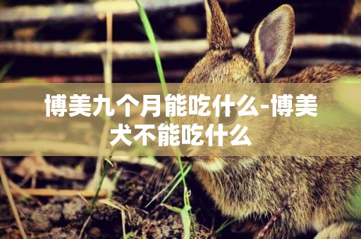 博美九個月能吃什么-博美犬不能吃什么