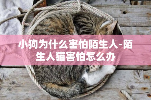 小狗為什么害怕陌生人-陌生人貓害怕怎么辦