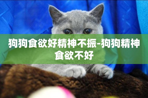 狗狗食欲好精神不振-狗狗精神食欲不好