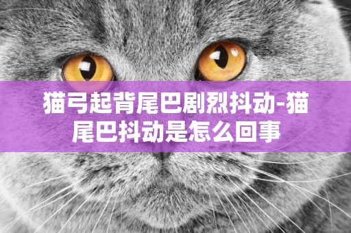 貓弓起背尾巴劇烈抖動-貓尾巴抖動是怎么回事