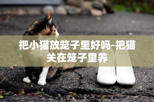把小貓放籠子里好嗎-把貓關在籠子里養