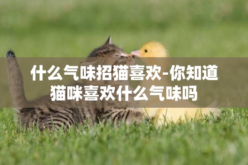什么氣味招貓喜歡-你知道貓咪喜歡什么氣味嗎