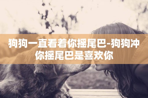 狗狗一直看著你搖尾巴-狗狗沖你搖尾巴是喜歡你