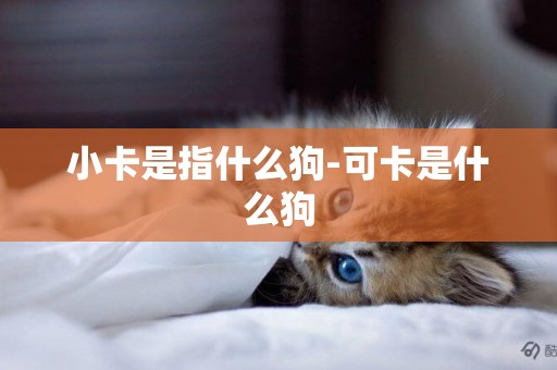 小卡是指什么狗-可卡是什么狗