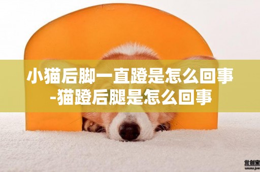 小貓后腳一直蹬是怎么回事-貓蹬后腿是怎么回事