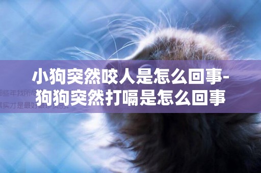 小狗突然咬人是怎么回事-狗狗突然打嗝是怎么回事