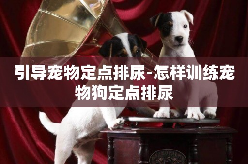 引導寵物定點排尿-怎樣訓練寵物狗定點排尿
