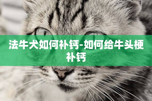 法牛犬如何補鈣-如何給牛頭梗補鈣
