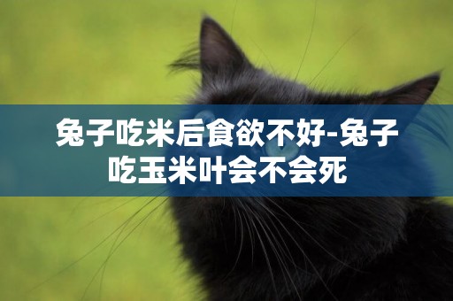 兔子吃米后食欲不好-兔子吃玉米葉會不會死