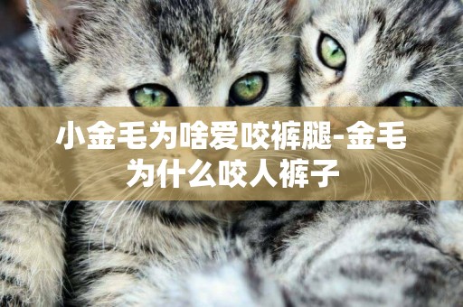 小金毛為啥愛咬褲腿-金毛為什么咬人褲子