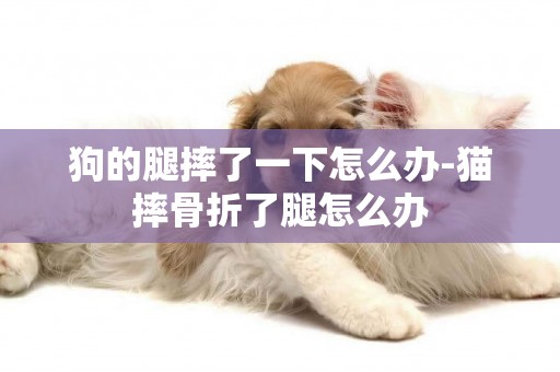 狗的腿摔了一下怎么辦-貓摔骨折了腿怎么辦