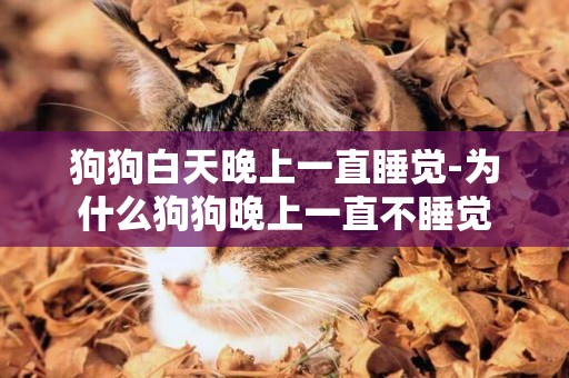 狗狗白天晚上一直睡覺-為什么狗狗晚上一直不睡覺