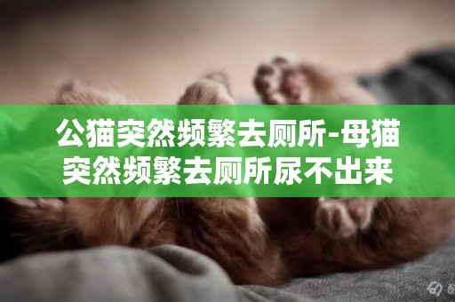 公貓突然頻繁去廁所-母貓突然頻繁去廁所尿不出來