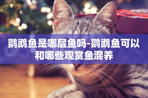 鸚鵡魚是哪層魚嗎-鸚鵡魚可以和哪些觀賞魚混養
