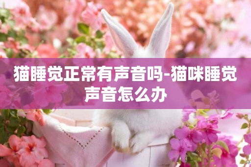 貓睡覺正常有聲音嗎-貓咪睡覺聲音怎么辦