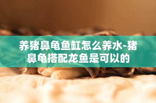 養豬鼻龜魚缸怎么養水-豬鼻龜搭配龍魚是可以的