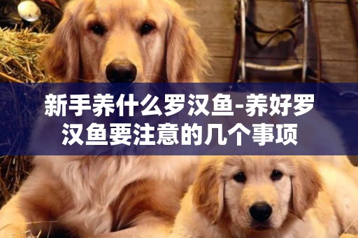 新手養什么羅漢魚-養好羅漢魚要注意的幾個事項