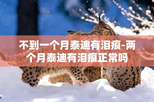 不到一個月泰迪有淚痕-兩個月泰迪有淚痕正常嗎