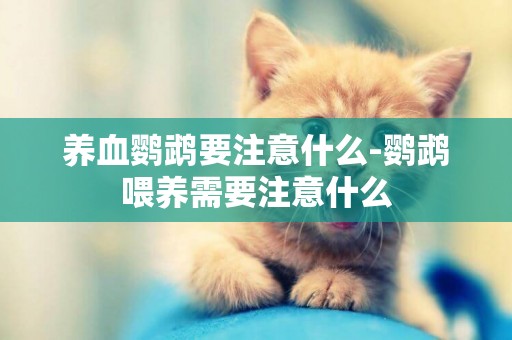 養血鸚鵡要注意什么-鸚鵡喂養需要注意什么