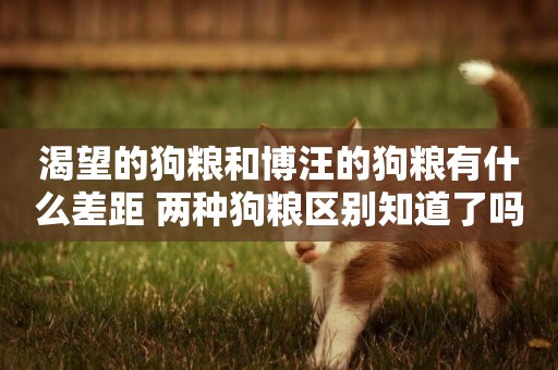 渴望的狗糧和博汪的狗糧有什么差距 兩種狗糧區別知道了嗎