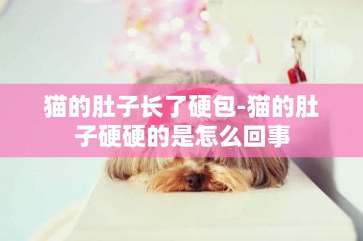 貓的肚子長了硬包-貓的肚子硬硬的是怎么回事