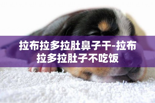 拉布拉多拉肚鼻子干-拉布拉多拉肚子不吃飯