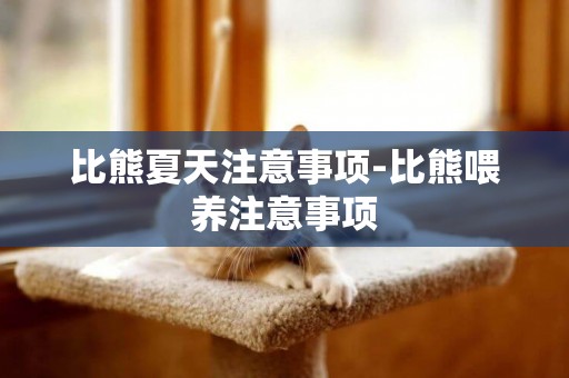 比熊夏天注意事項-比熊喂養注意事項