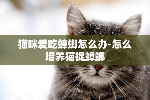 貓咪愛吃蟑螂怎么辦-怎么培養貓捉蟑螂