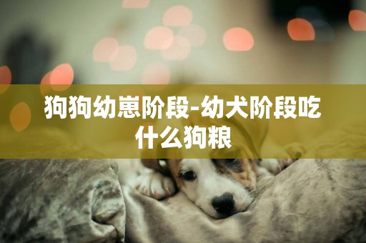 狗狗幼崽階段-幼犬階段吃什么狗糧