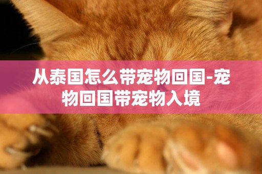 從泰國怎么帶寵物回國-寵物回國帶寵物入境