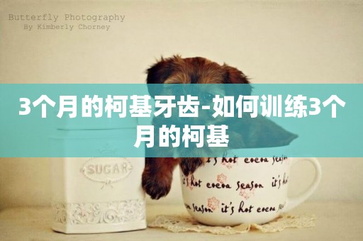 3個月的柯基牙齒-如何訓練3個月的柯基
