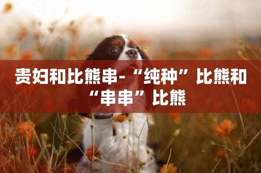 貴婦和比熊串-“純種”比熊和“串串”比熊
