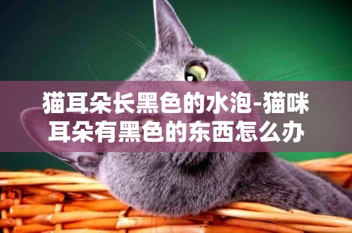 貓耳朵長黑色的水泡-貓咪耳朵有黑色的東西怎么辦