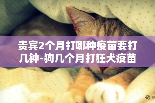 貴賓2個月打哪種疫苗要打幾鐘-狗幾個月打狂犬疫苗
