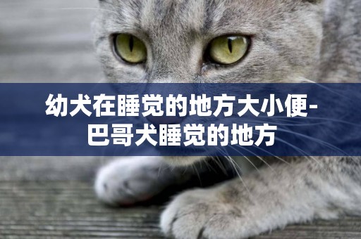 幼犬在睡覺的地方大小便-巴哥犬睡覺的地方