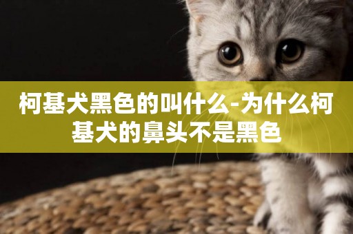 柯基犬黑色的叫什么-為什么柯基犬的鼻頭不是黑色
