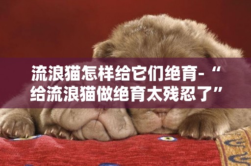 流浪貓怎樣給它們絕育-“給流浪貓做絕育太殘忍了”引發的討論