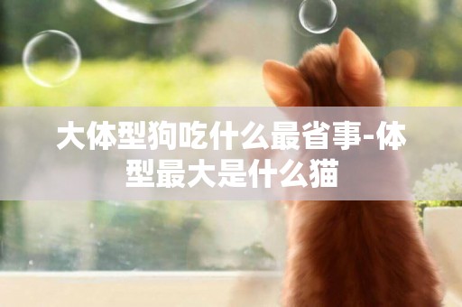 大體型狗吃什么最省事-體型最大是什么貓