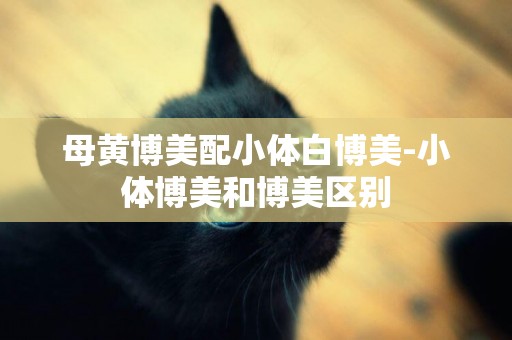 母黃博美配小體白博美-小體博美和博美區別