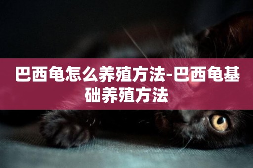 巴西龜怎么養殖方法-巴西龜基礎養殖方法
