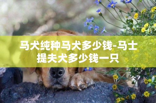 馬犬純種馬犬多少錢-馬士提夫犬多少錢一只