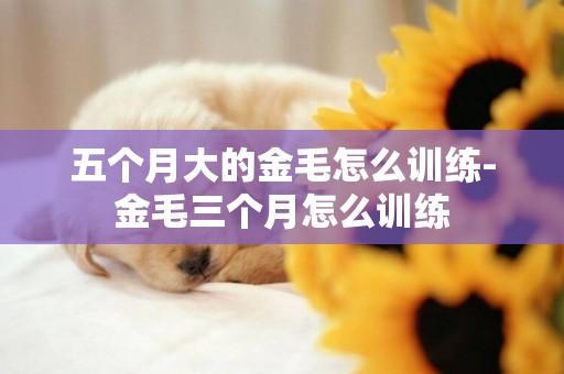 五個月大的金毛怎么訓練-金毛三個月怎么訓練