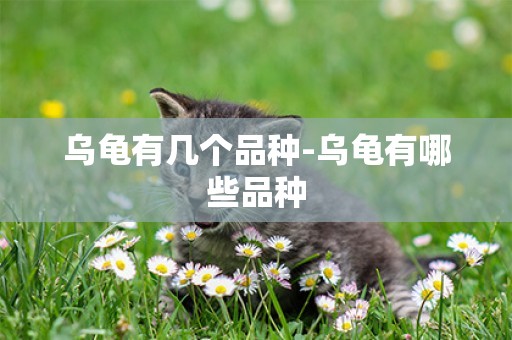 烏龜有幾個品種-烏龜有哪些品種